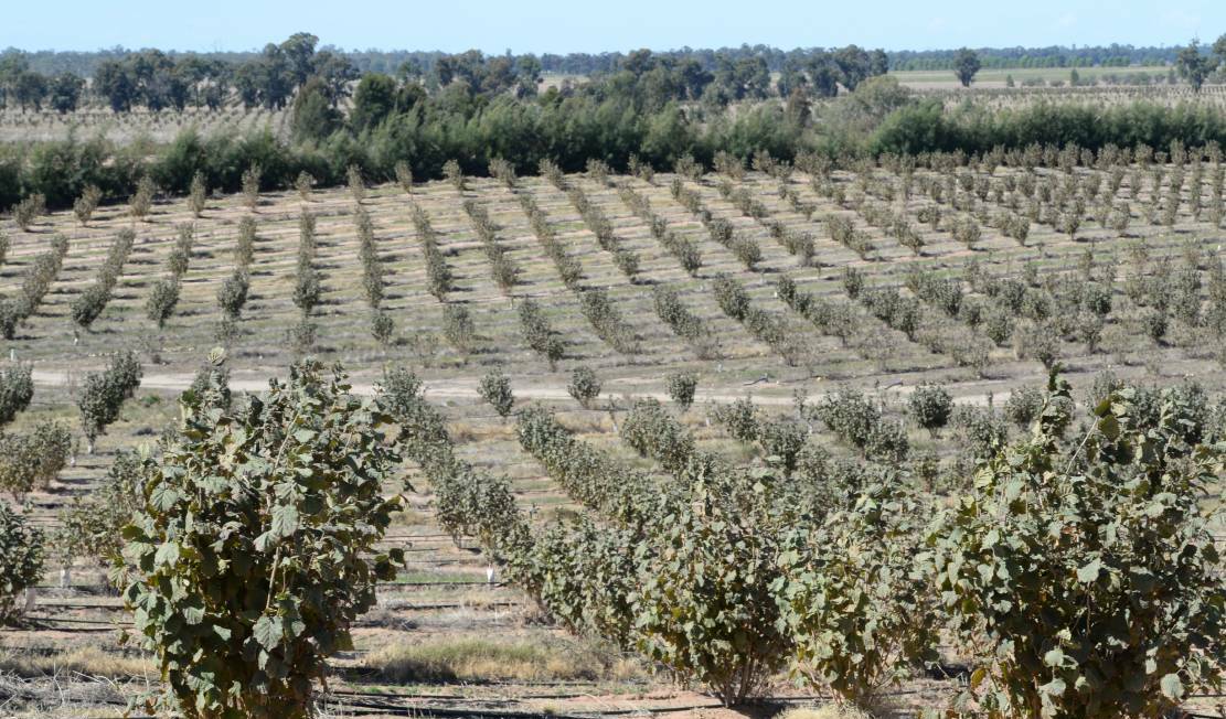 Nut crop boom could make water unaffordable for other irrigators