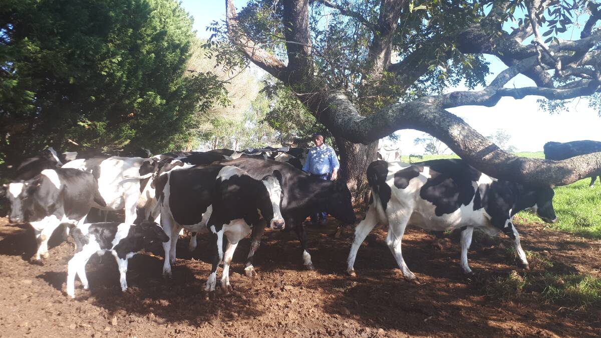 Robert Miller on his Milton dairy farm with his cows enjoying the shade of a native red cedar tree. He plants 1000 trees a year on his property to improve bird habitat and enhance the landscape aesthetic.