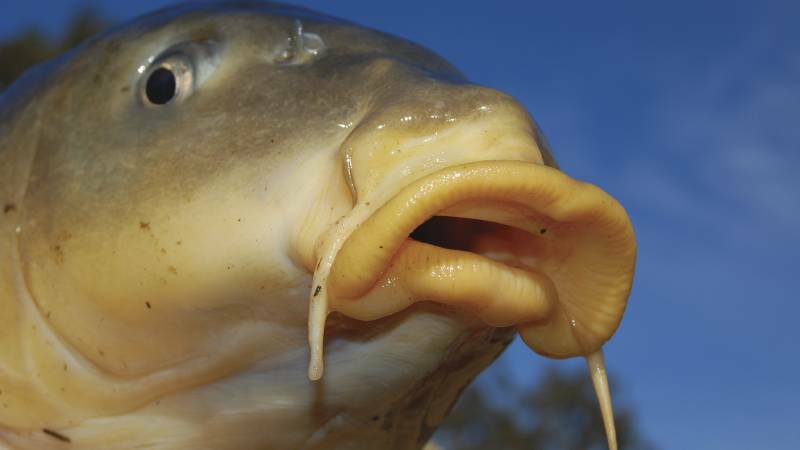 Damaging carp make up 90 per cent of the Murray Darling's fish biomass and the National Carp Coordinator needs public help to assess the full cost of the feral scourge.