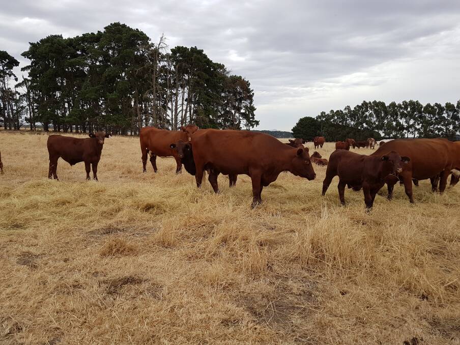A GREAT CROSS: The Fenwicks are having success with Santa Gertrudis and Shorthorn cross weaners.