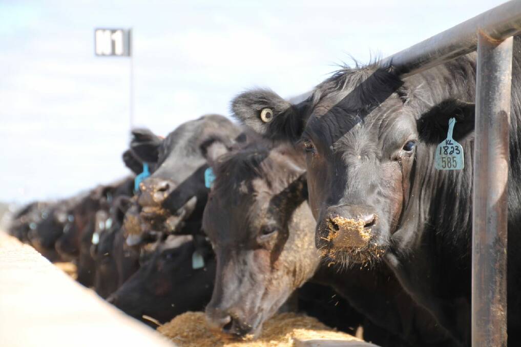 Steers at Stockyard's Kerwee feedlot are included in an Angus SteerSELECT trial to predict the genetic merit of commercial Angus steers for selecting animals to go into the most suitable production systems and end markets