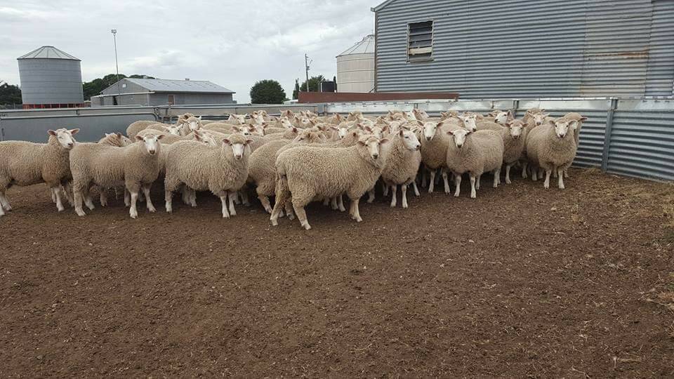 BREEDING SUCCESS: Mick McKinnon's seven-month-old composite ewe lambs that will be mated to Southdowns.