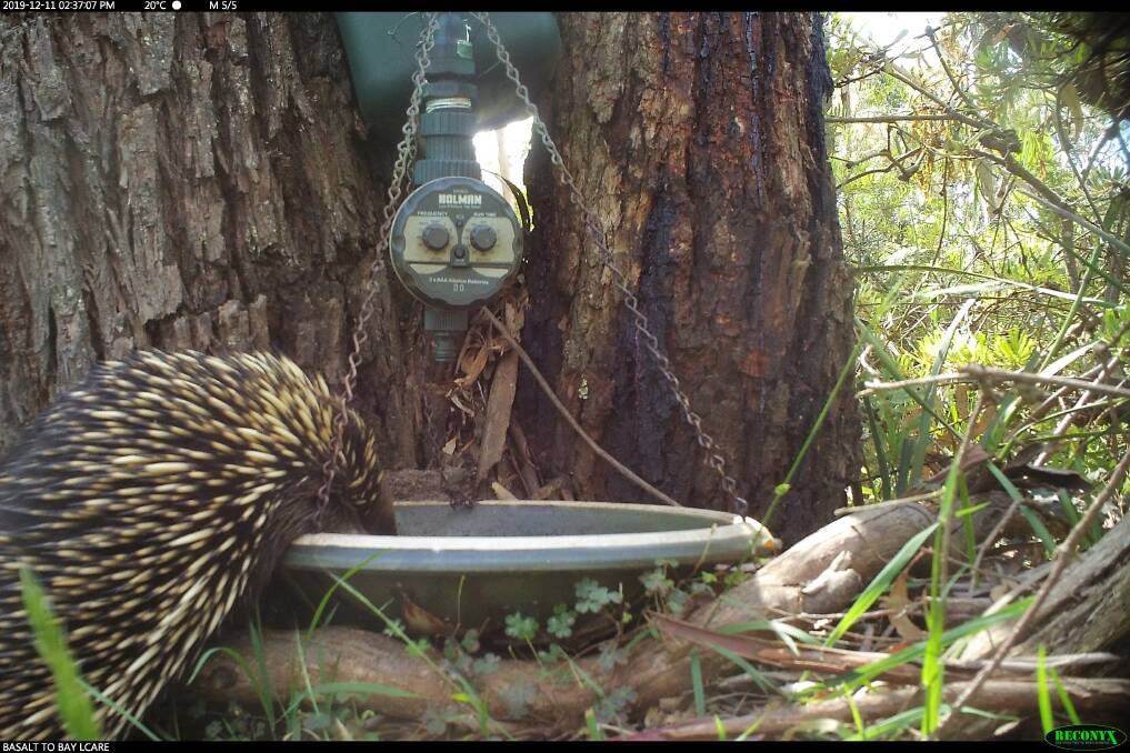 DIVERSITY OF SPECIES: In the past four years of trials, a wide range of wildlife has used the dish device for drinking.