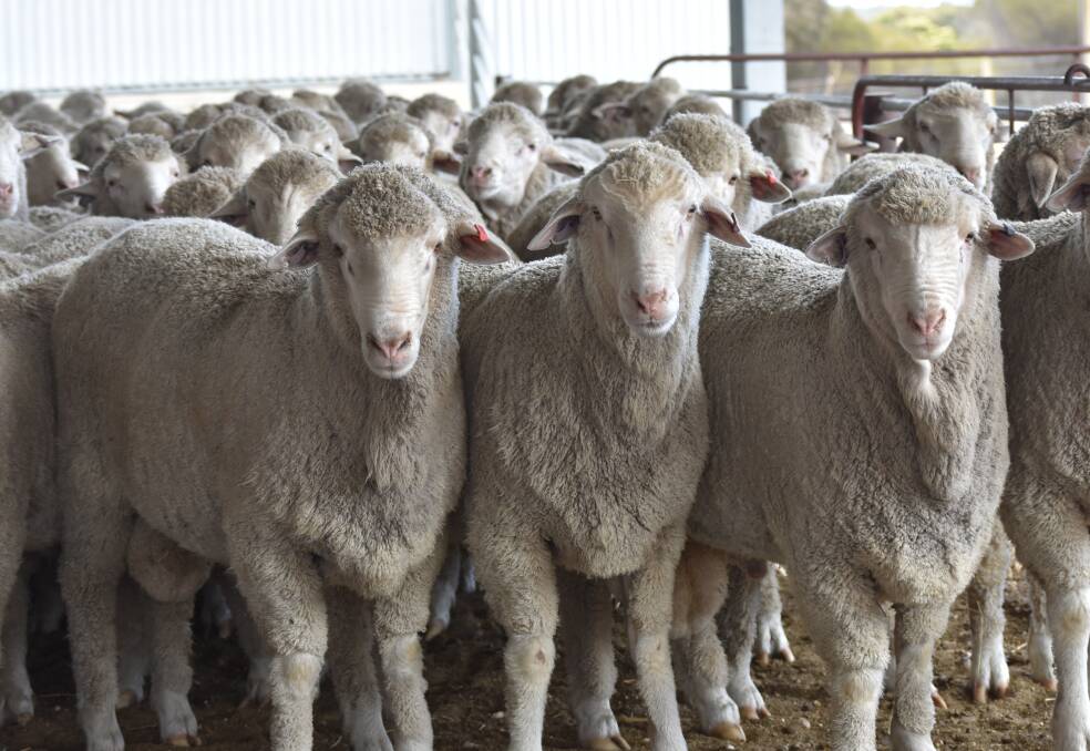Big, plain-bodied sheep that don't require mulesing are what the Kelvale stud is known for breeding.