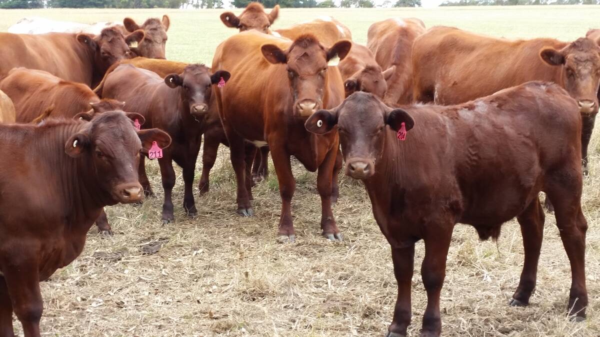 QUALITY BEEF: Shorthorn and Santa Gertudis cross breeders and calves at the Fenwick's Woodhouse property.