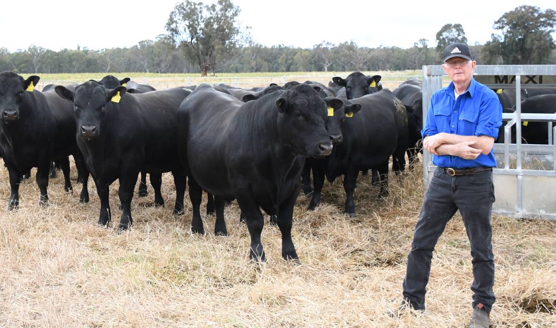 Fernhill Angus stud principal Rowley Bennett with some of the bulls he will be taking to Stock & Land Beef Week. Picture by Jess Parker.