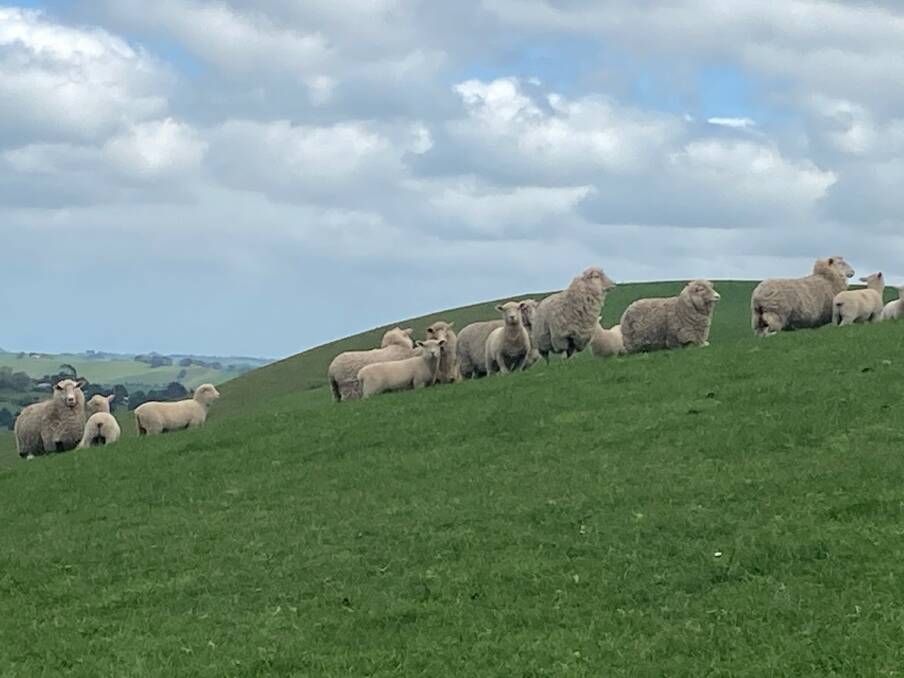 GOOD GRAZING: The Jenkins run about 240 breeding ewes mated to Southdown rams in a high rainfall area.