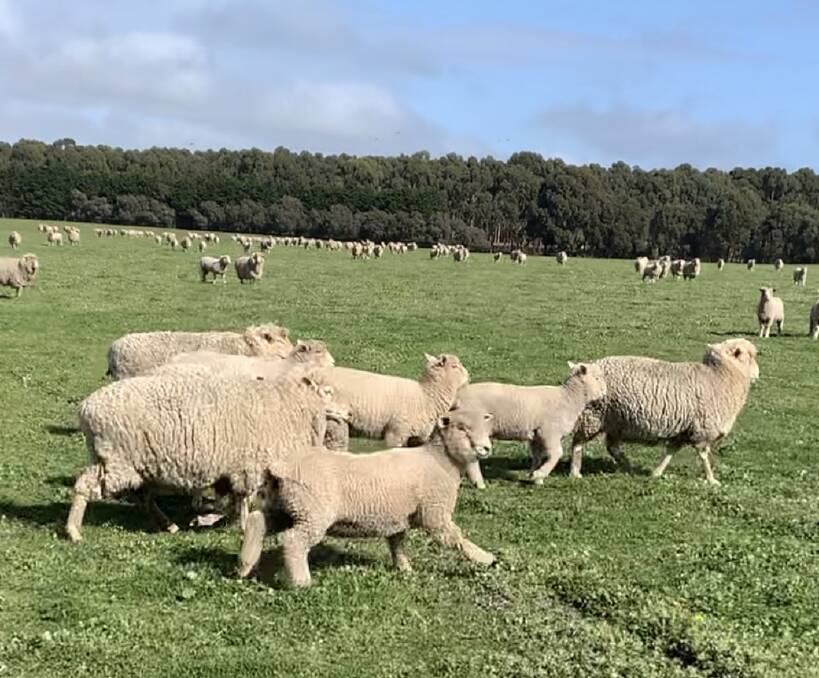 WINTER LAMBS: Southdown-sired progeny ready for sucker sales in spring. PHOTO: Lauren Tyrrell