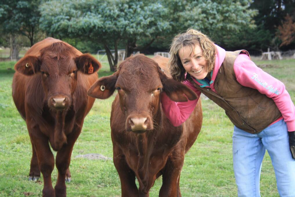 REAPING REWARDS: Debra Fenwick with Santa Gertrudis steers on her Woodhouse property.