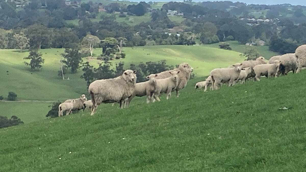 PRIME FEEDERS: Southdown lambs run with their crossbred ewe mothers on the Jenkin's Korumburra property.