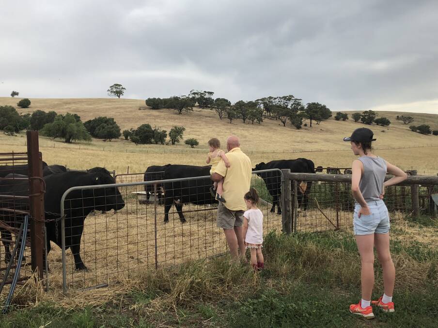 PERFORMERS: The Zerks are happy their Roseleigh bulls provide the fertility and growth they are seeking, as well as optimium feed efficiency with the available feed they have.