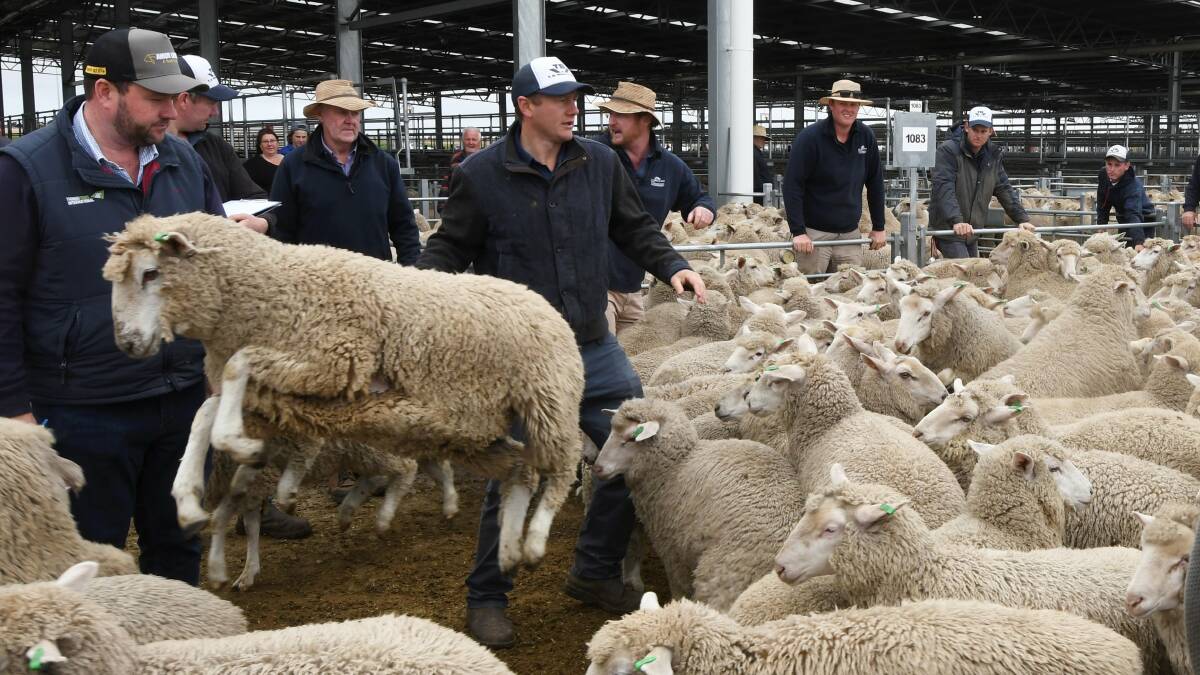 HIGH JUMP: Some of the more than 60,000 lambs and sheep which were up for sale at the Miners Rest saleyards on Tuesday. Photo by Lachlan Bence.