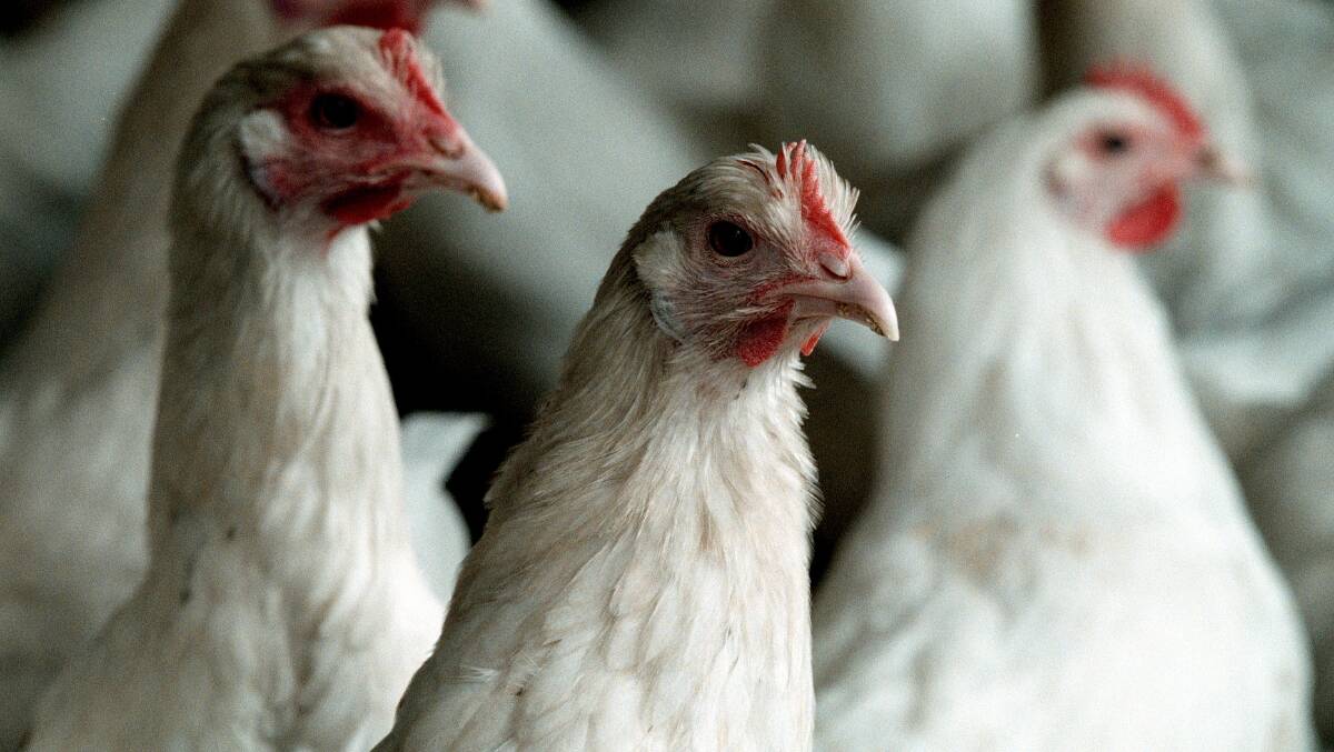 No new broiler farms for Baringhup after seven-year battle