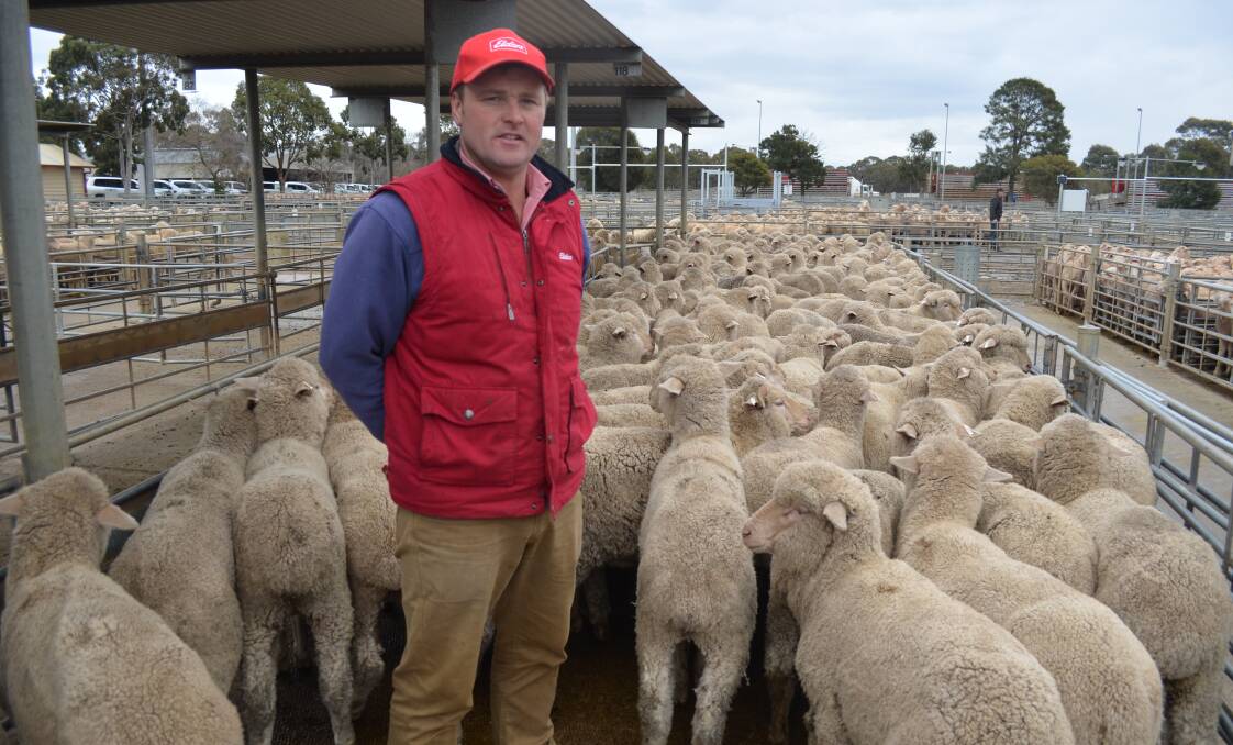 Merino: Elders Bendigo agent Jonathan Sutherland with the seconds of the March shorn Halcombe wethers from Goondiwindi in Qld, and sold at Bendigo saleyards today, Monday.