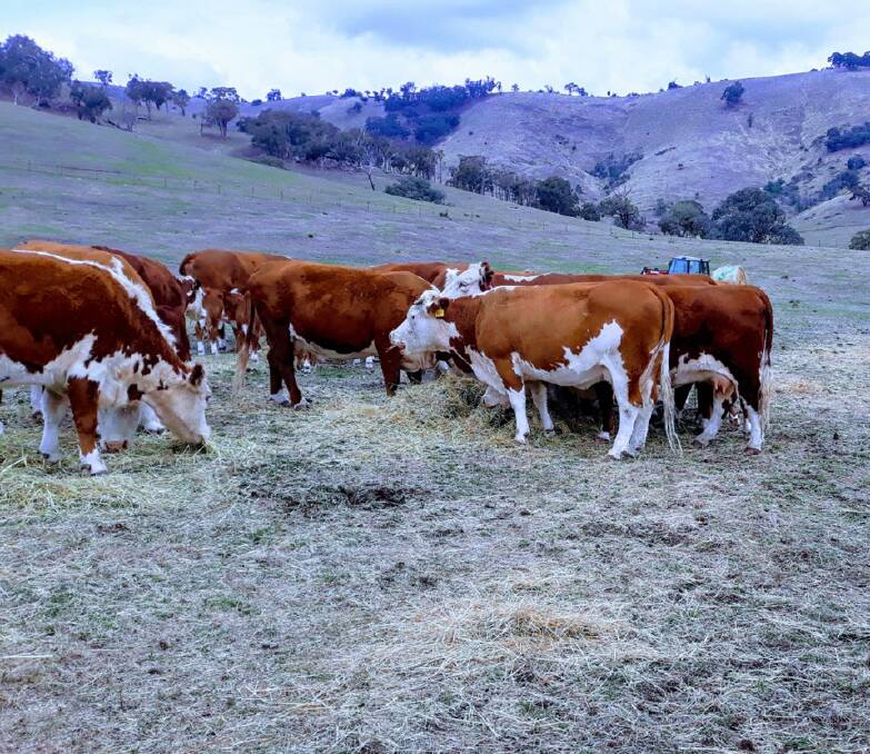 FEEDING: Hereford cows and calves at Les Ridd's Molesworth property where pastures have yet to get growing.
