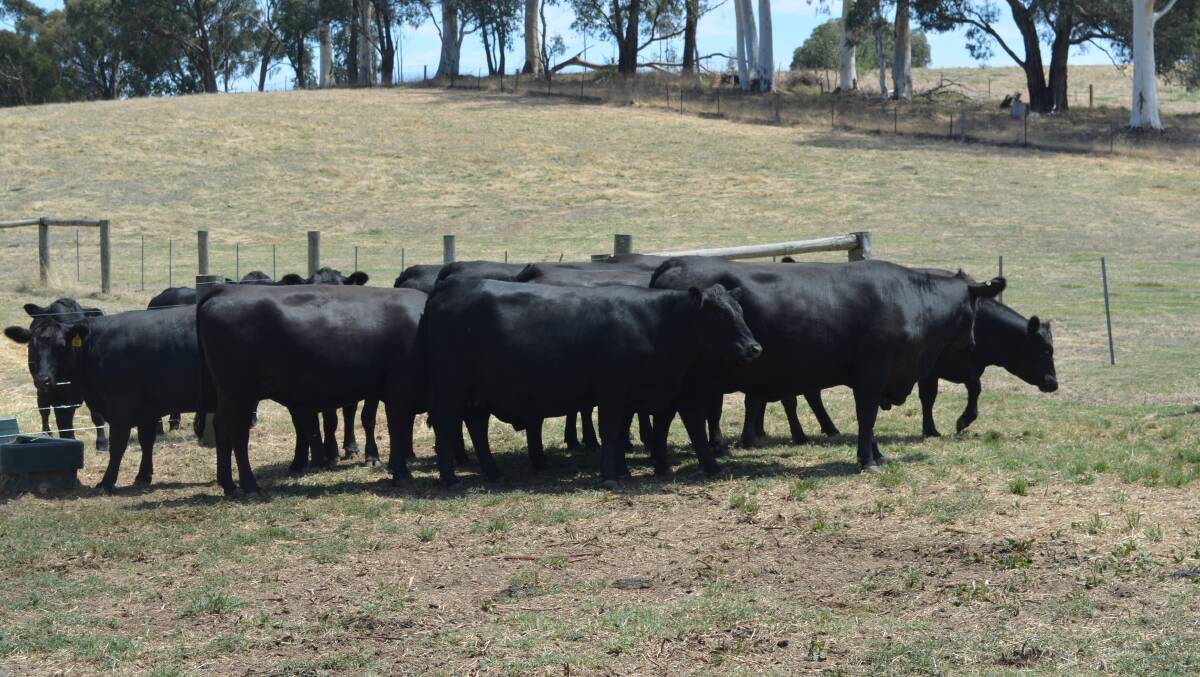 JAROBEE: Some of the females at Jarobee's Beechworth property, displayed at Beef Week in recent years.