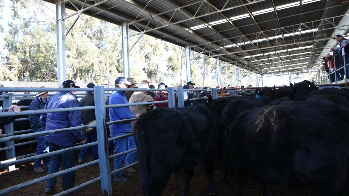 EUROA: This scene from the previous Euroa store cattle sale was repeated as buyers flocked to the laneways last week.