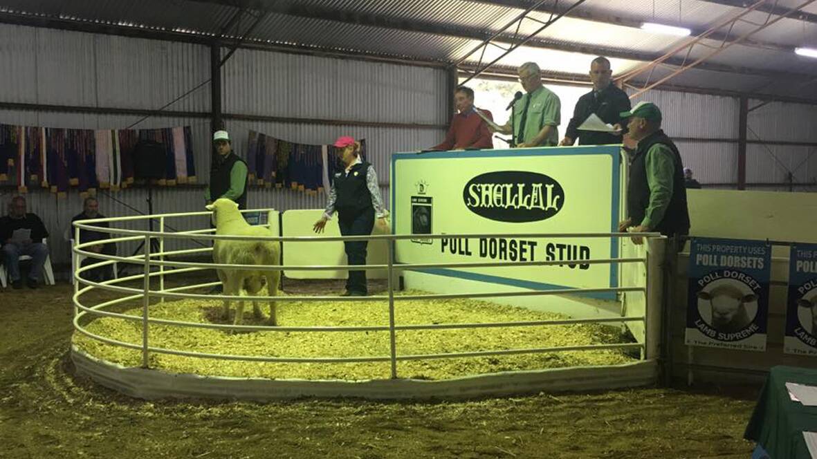 Top sale: Poll Dorset rams sold to a top of $2000 on three occasions at the 39th annual Shellal Poll Dorset and Southie sale last Thursday.