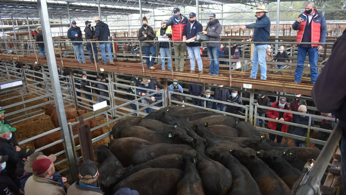 DEMAND: Strong grass driven buyer supportat Hamilton saw this pen of 23 weaner steers, account Lowana weighed 432kg and made 436c.kg or $1887.