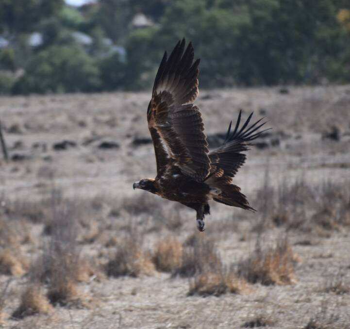 POWERFUL: According to research Wedge-tailed eagles seldom attacked healthy lambs.