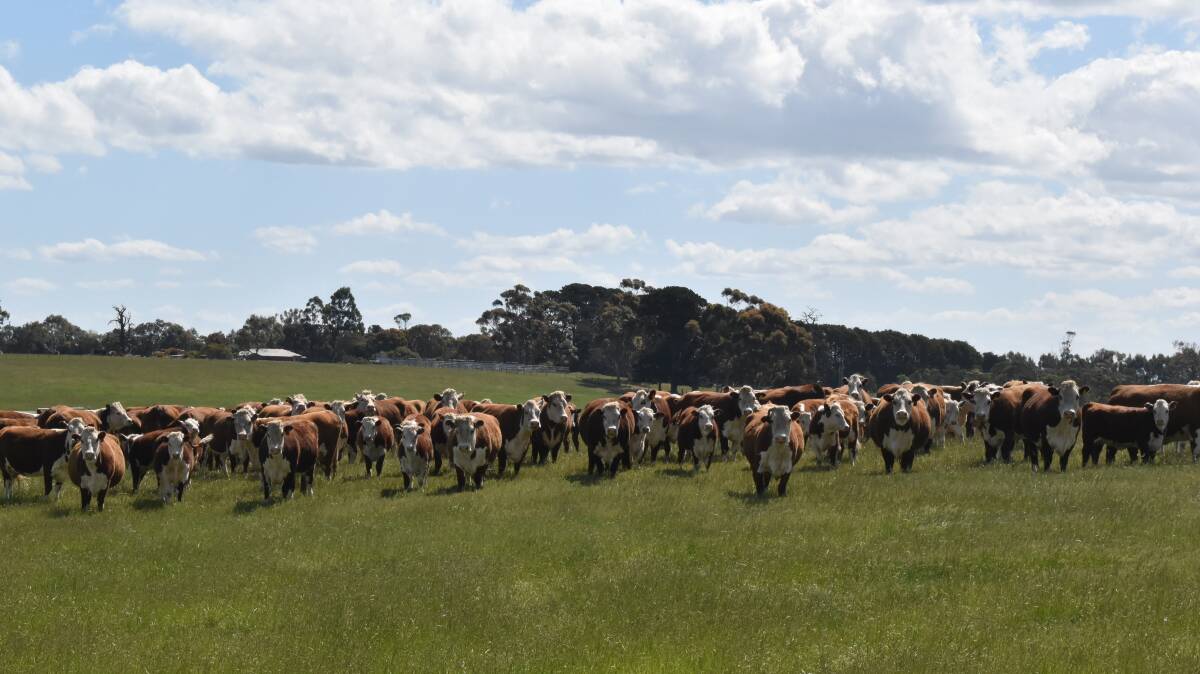 The season in mid November was "pretty good" with enough rain to freshen pastures for cattle set for the weaner sales in January.