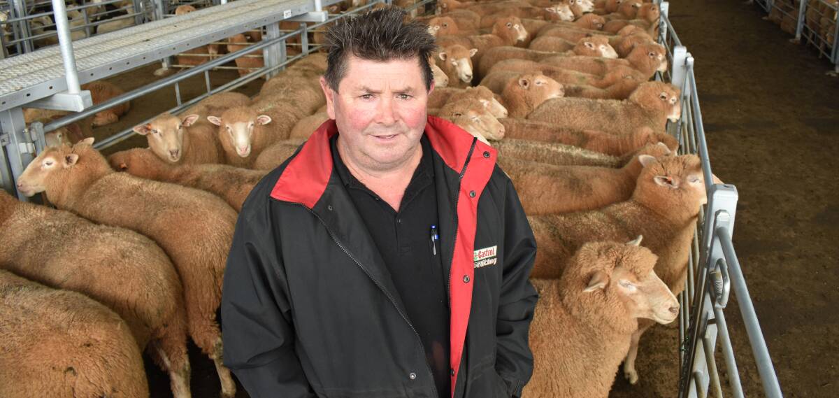TOP LAMBS: Dean lamb finisher Andy Maher with his draft of 42-kilogram carcase weight lambs that made equal top price of $300 a head at Ballarat on Tuesday.