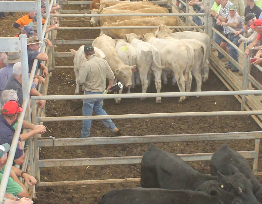 PRE COVID-19 CROWDS: Agents at Echuca don't expect the return of this type of crowd to their store sales until after their July sale. File photo.