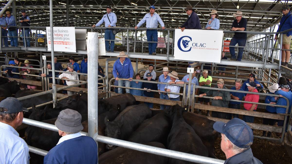 Colac: Local agents and vendors put on a similar quality yarding to this sale held at Colac in January.
