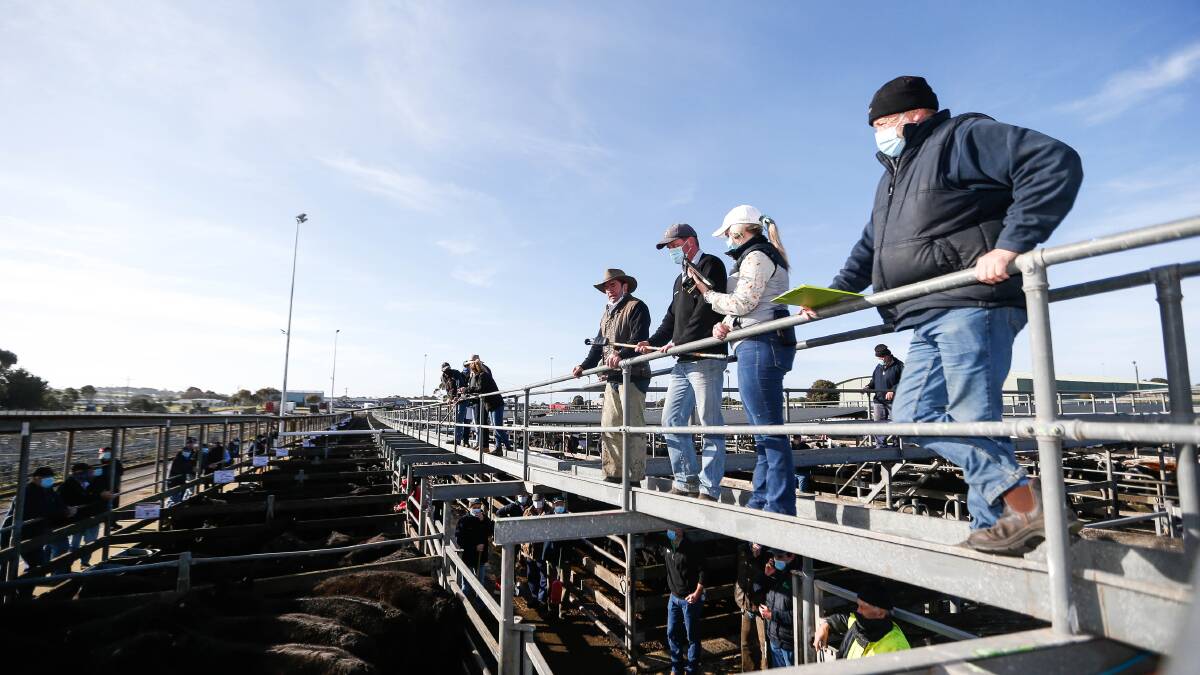 ONLINE: Masks and online bidding through StockLive were features of Friday's Warrnambool store cattle sale. Photo by Anthony Brady