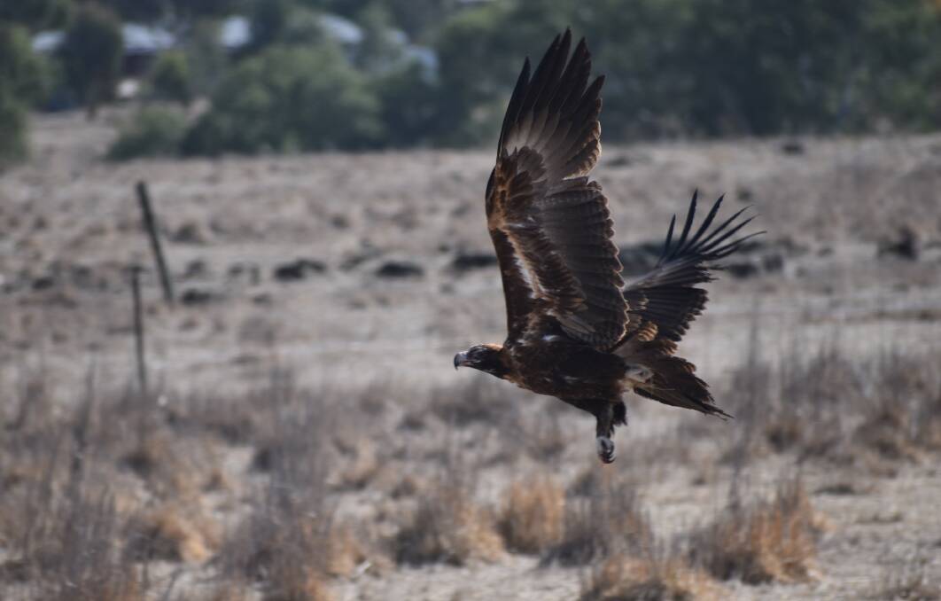 BAITING CONVICTION: In sentencing a land owner for his role in poisoning Wedge-tailed eagles,, a Magistrate recognised the importance and value of the Wedge-tailed eagle to the community in general and, in particular, to the Indigenous community.