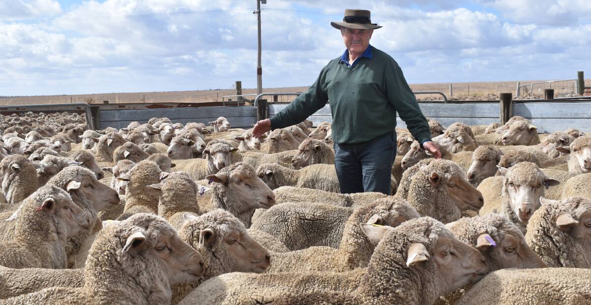 PRODUCTIVE: Joyces Creek woolgrower Tony Butler says the move to mandate pain relief at mulesing was a good move. The lambs benefitted and it was good for the industry's image.