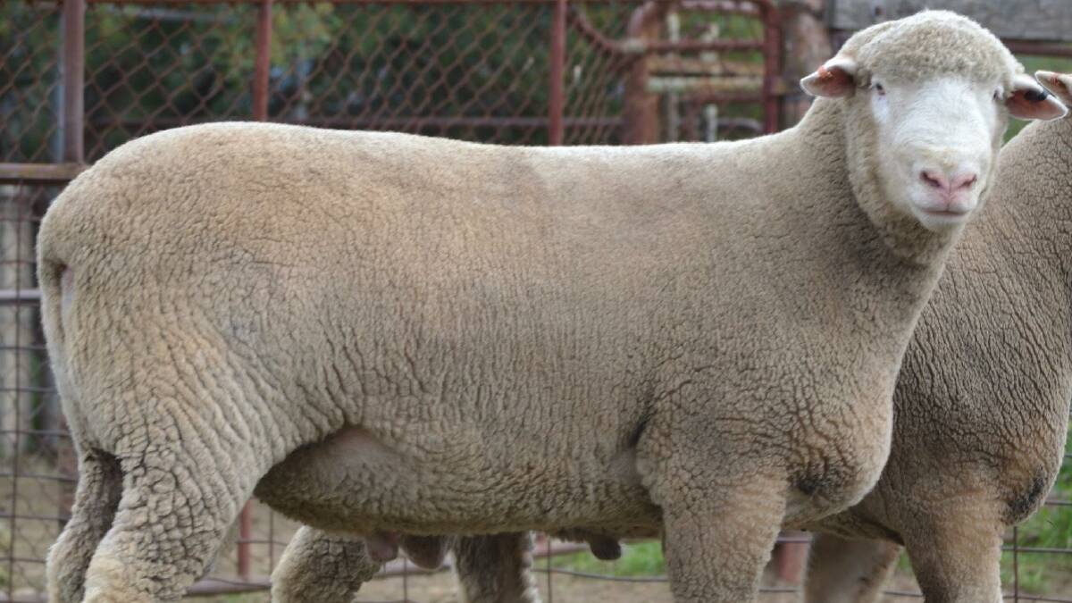 TOP RAM: The top price at this year's Derby Downs sale was Lot 15 that sold for $2600.