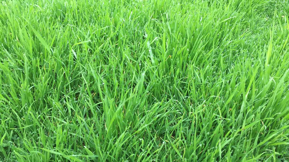 GREEN GRASS: Hypocalcaemia usually occured in sheep feed including rapidly growing pasture and green cereal crops, 