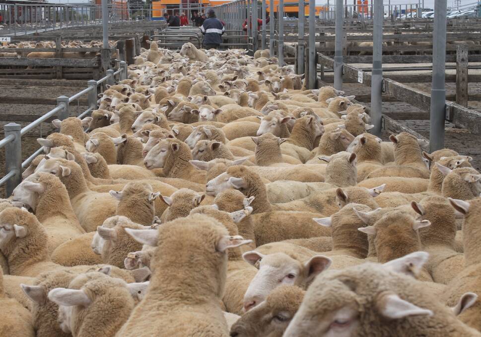 SALE: While these lambs were sold earlier in the year, Ballarat continues to lead the way in offering heavy lambs with lambs selling to $228 on Tuesday as well as 13 sales above $200.