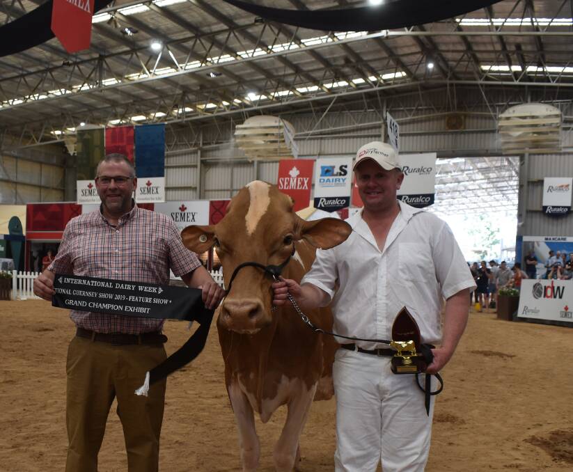 Champ: Grand champion Guernsey exhibit Exkwizit Active Barbell sashed by judge Chris Lang, Ohio, US, with handler Darren Crawford, Numbaa, NSW, on behalf of the owners Andrew and Shelley Crawford, Numbaa, NSW.