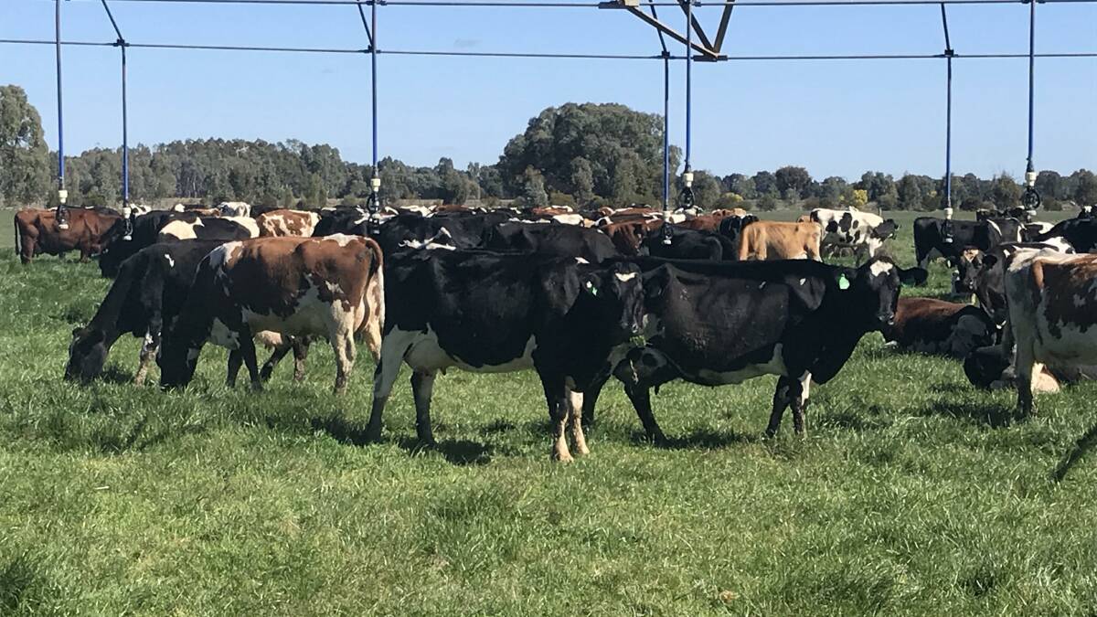 Culling: Waaia dairy farmer, James Dillon's herd. He says feed costs are driving decisions about whether to "milk that extra cow" or to cull.