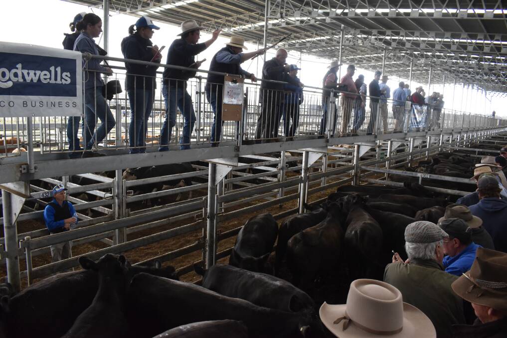 Supply driven: South Gippsland bullock fatteners are taking a good portion of cattle at store sales around the state as the season starts to drift.
