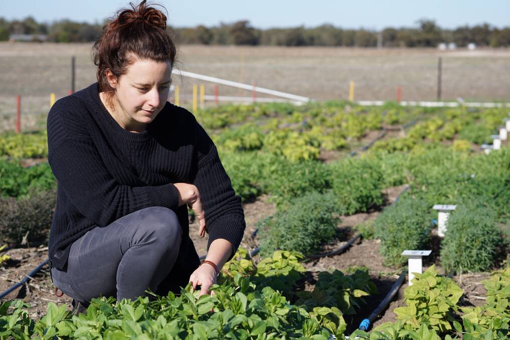 RANGE: Program research agronomist Audrey Delahunty said the Australian Grains Genebank had provided germplasm to test for genetic adaptation of these alternative legumes to the southern region.