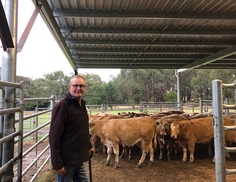 AT HOME: Yea vendor Jim McCooey, Inverness, with some of his mixed sex Charolais-cross calves before leaving the property. The steers sold to $1090 and heifers to $980.
