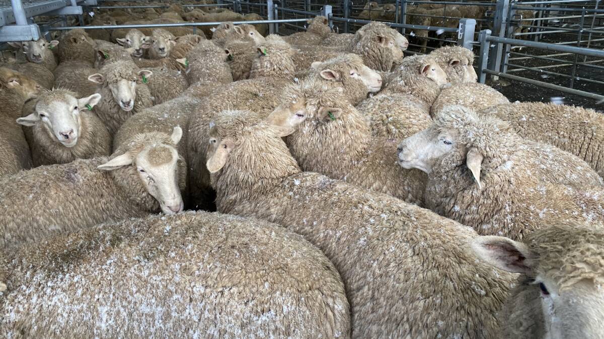 DUSTING: Lambs penned for the Ballarat lamb and sheep sale Tuesday morning got a dusting of snow.