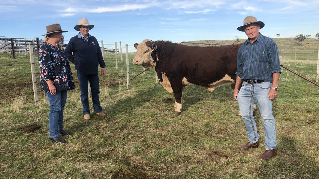 TOP PRICE: The top-priced bull, with vendor Philip Davie, flanked by buyers Bronwyn and Greg Peel, Yarawa South Poll Hereford stud, Batlow, NSW.