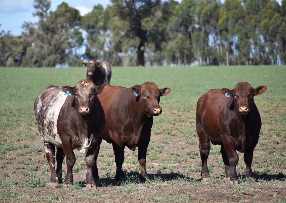 Shorthorns: Some of the young Caskieben Shorthorn sale bulls to be on display at this year's Beef Week.