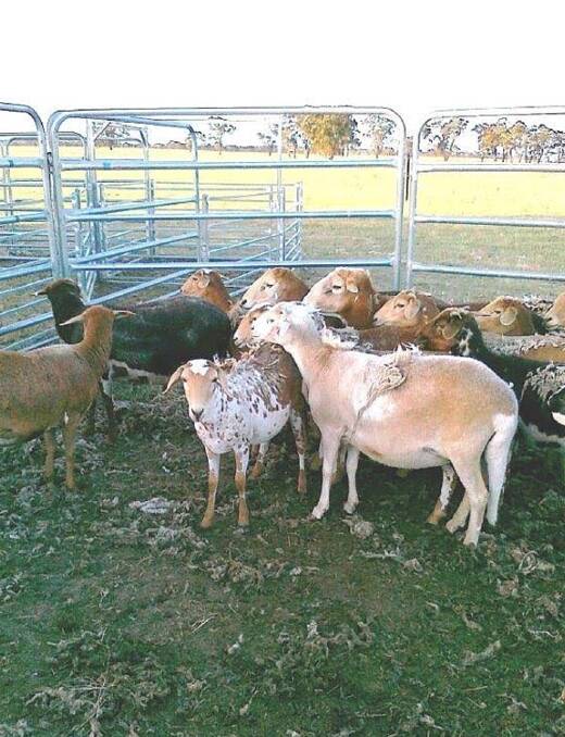 Stolen sheep: Police are seeking assistance in relation to the theft of 70 Damara sheep, similar to these, from a Murchison property in November.