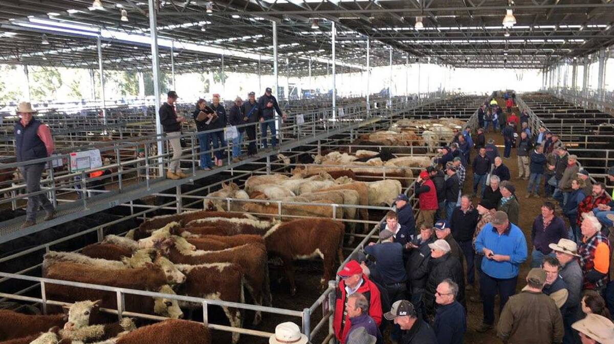 Yea dearer: Rodwells, Landmark and Elders yarded 1770 cattle at Yea Friday, selling to strong demand and higher prices.