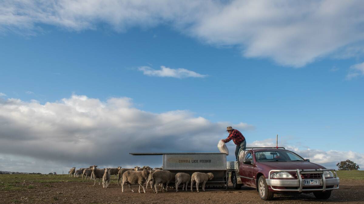 Drought feeding: Tom Gannon feeding sheep on his drought-affected Nicholson property in August. Photo by Laura Ferguson.