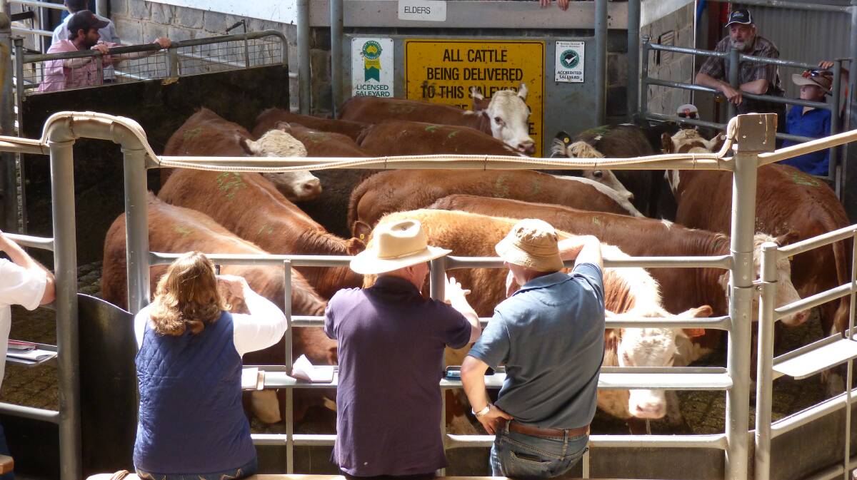 Slow going: The existing ring selling facility at Swan Hill will be redesigned to allow cattle to move in a straight line from the draft through the ring and out.