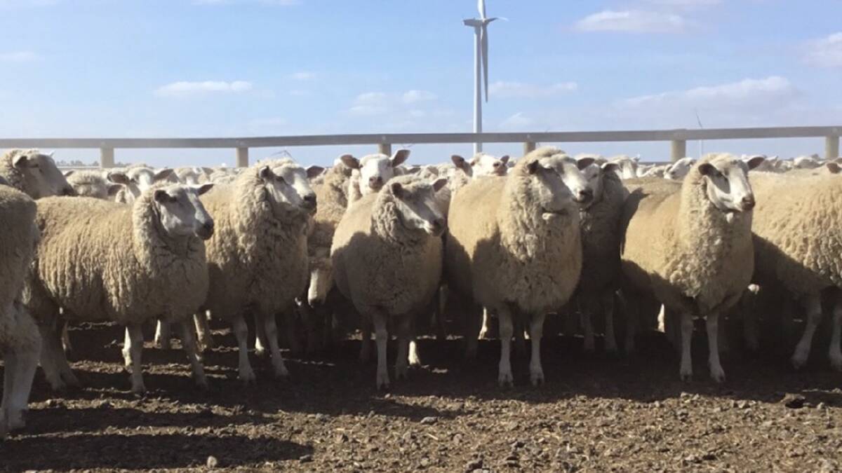 CONDITION: The rising three and five year old ewes averaged 70 kilograms are in full wool.