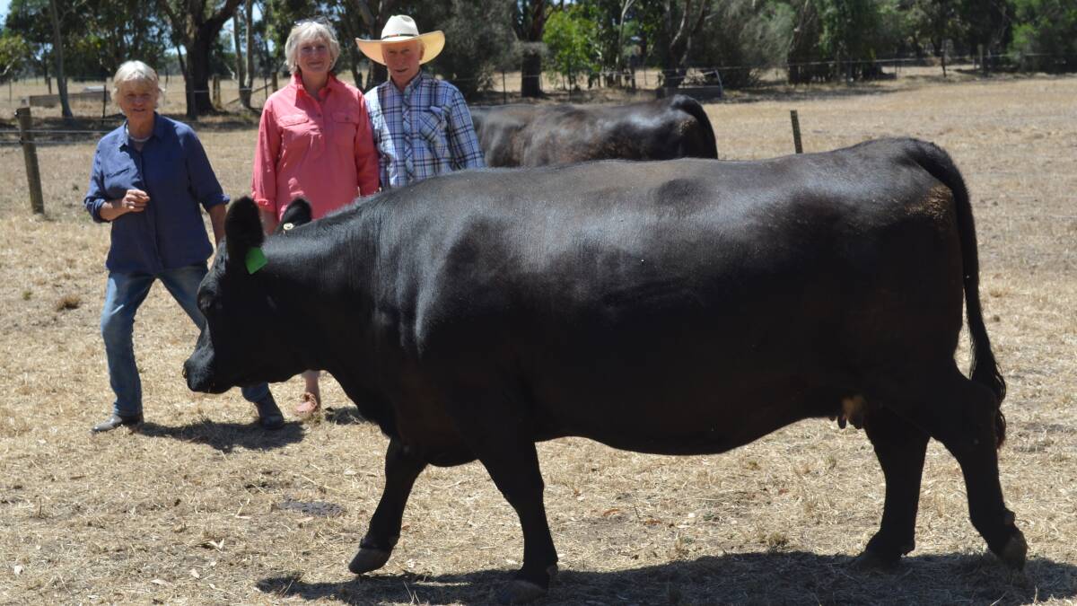 NATIVE ANGUS: Alto Principal Joy Howley, Caramut, with Native Angus breeders Julie and Geordie Souter, Dunlouise, Angus, Scotland, and one of the Alto herd's pure Native Angus cows from the Erica line.