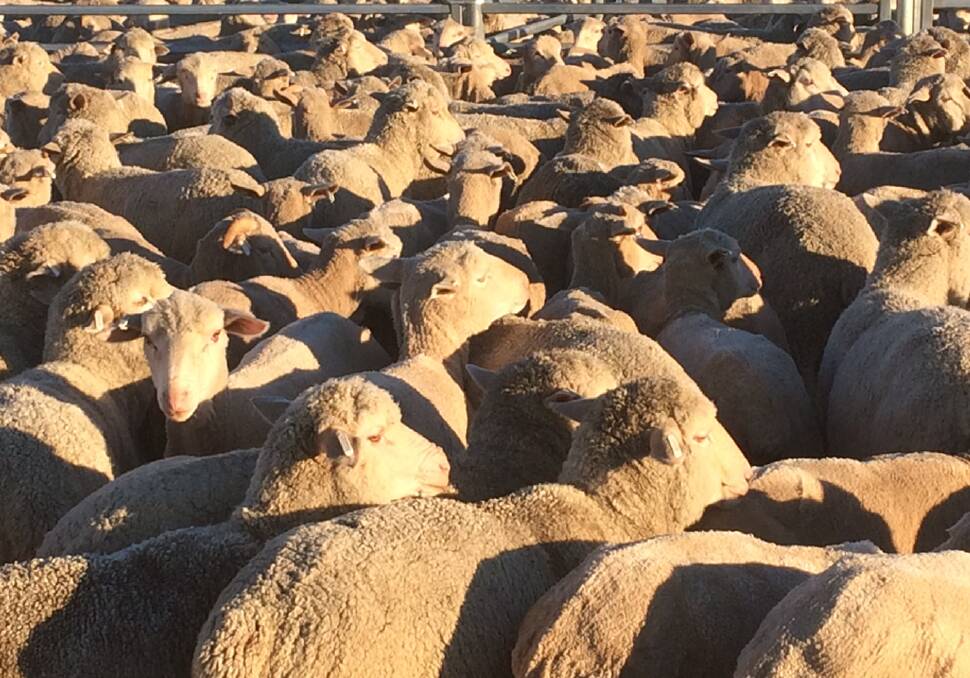 Wethers: Goondiwindi sheep producer Billy Holcombe is forwarding 1000 Merino wether lambs 1300 km to Bendigo to sell at the Bendigo Sheep and Lamb sale on Monday.