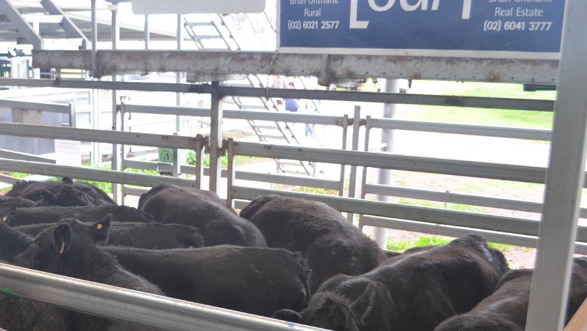 WODONGA: The Northern Victorian Livestock Exchange sale last Thursday was substantially dearer than the sale a fortnight earlier.